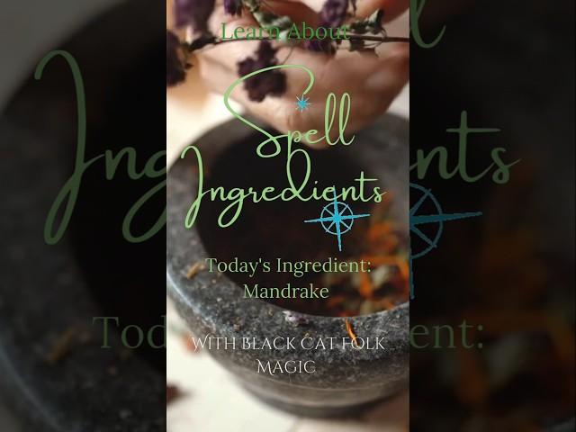 Spell Ingredients: ️Mandrake️ #herbs #rootwork #spellcraft #witchcraft #magic #greenwitch