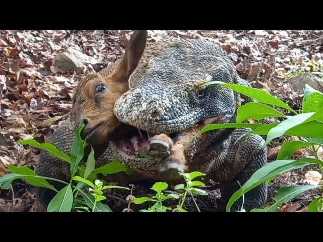 This is the first time I've seen a Komodo dragon hunting that fast