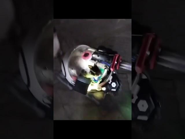 What he will do#funny #bunny Original video by: mythicalreel.scroll (Instagram)
