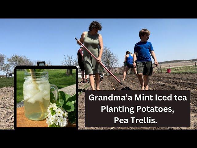 Grandmas Mint Iced Tea, Planting Potatoes, trellis for the Peas