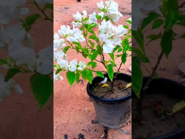 White beauty #shortsvideo #plantsgarden