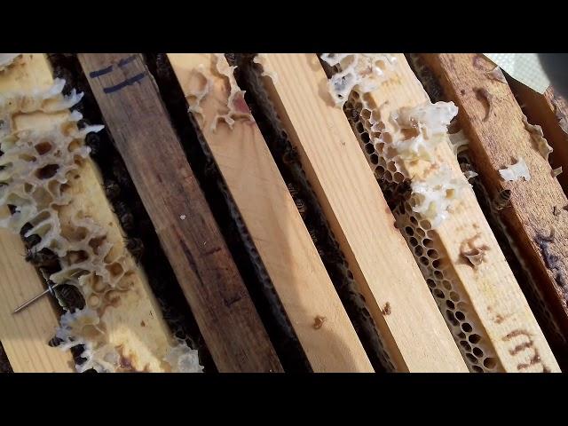 5.09.2018г.Монхао и осып клещей .Юждаг.