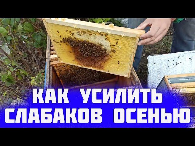 Как подсилить слабую семью. Как усилить слабые отводки пчел осенью