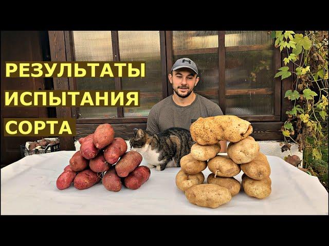 Картофель СЫНОК суперкрупный сорт