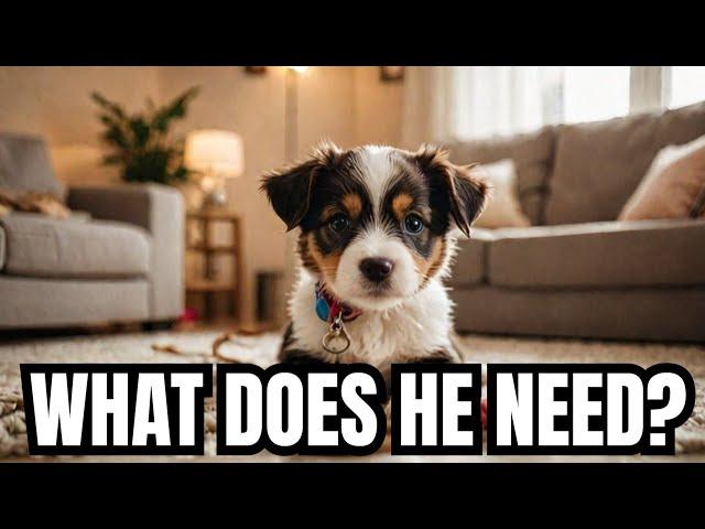 The Pet Show Live Stream: What You Need to Know About Pets