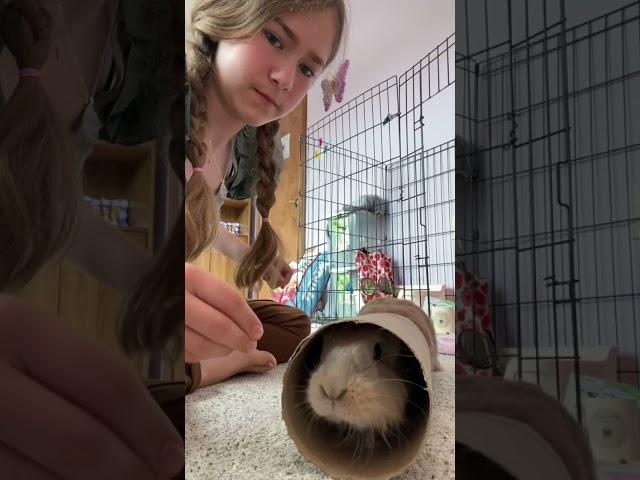 Dumb Rabbit?