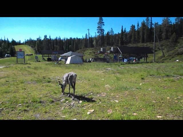 Финский олень Finland deer