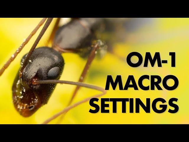 My Olympus Macro Photography Settings (OM-1)