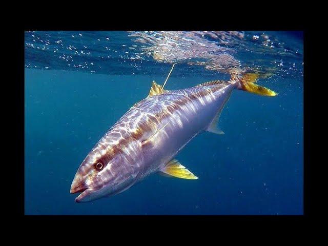 IFISHTV Sydney Harbour KINGFISH on Soft Plastics