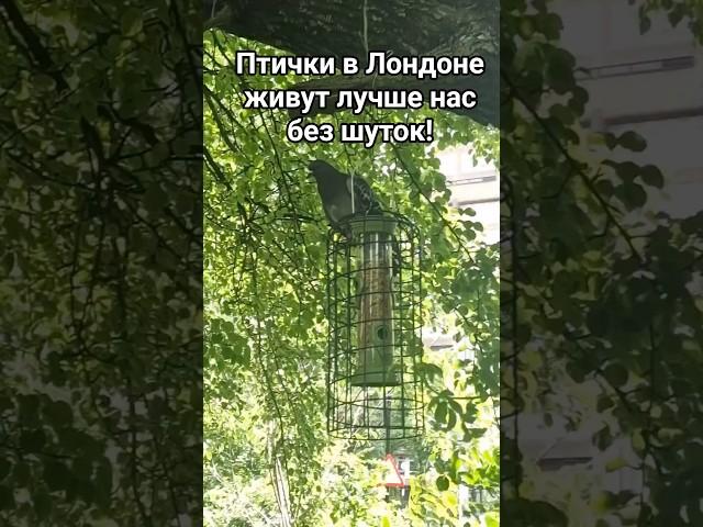 Птички в Лондоне живут лучше чем....?! #Лондон #птицы #ирония #юмор #городскиептицы #реальность