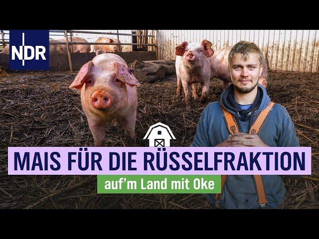 Okes Lösung gegen die Wildgans: Mais dreschen auf Hof Martinen | NDR auf'm Land mit Oke | Folge 5