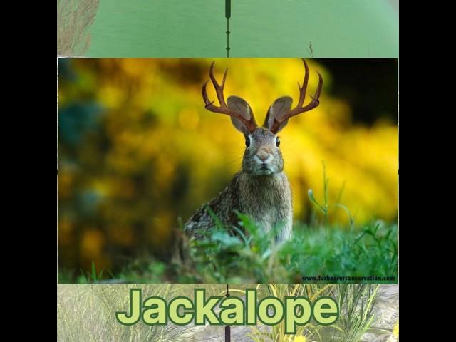 Jackalope Hunt #hunting #animals