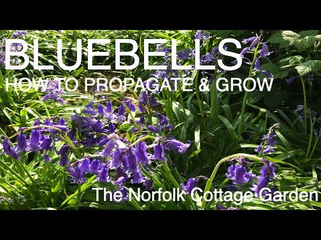 How to Propagate Bluebells