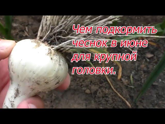 Июньская подкормка чеснока для укрупнения головки.