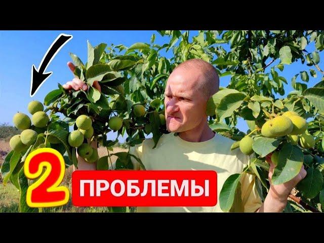 Грецкий орех на вашем участке? 2 тайны сорта при выборе !