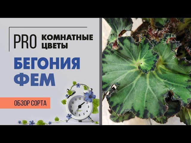 Бегония декоративно-лиственная Фем | Махровая кудряшка | Как ухаживать за бегонией