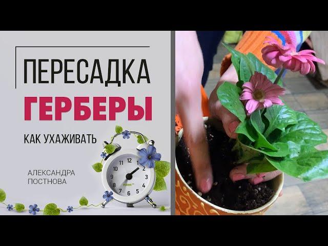 Пересадка герберы | Как правильно пересадить цветущее растение