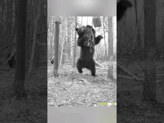 МЕДВЕДЬ ИСПОЛНИЛ ТАНЕЦ С ПРИМАНКОЙ. #фотоловушка #bear #медведь