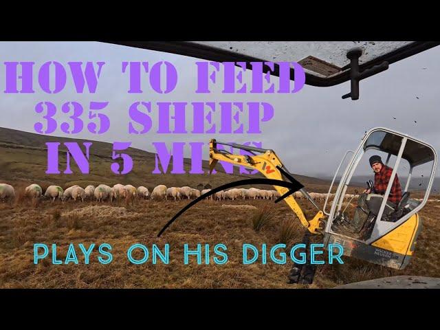 How to feed 335 SHEEP in 5 mins!!!