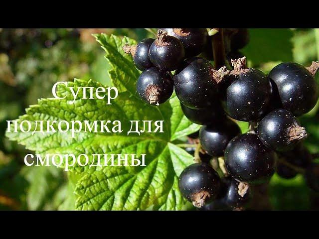 СУПЕР ПОДКОРМКА ДЛЯ СМОРОДИНЫ,чтобы она была сладкой.Когда и чем подкормить.