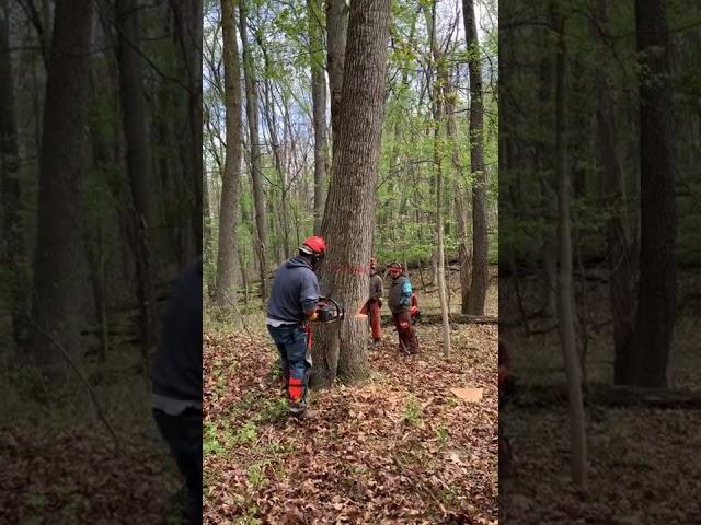 Brad’s hollow class tree (Shipshewana IN)