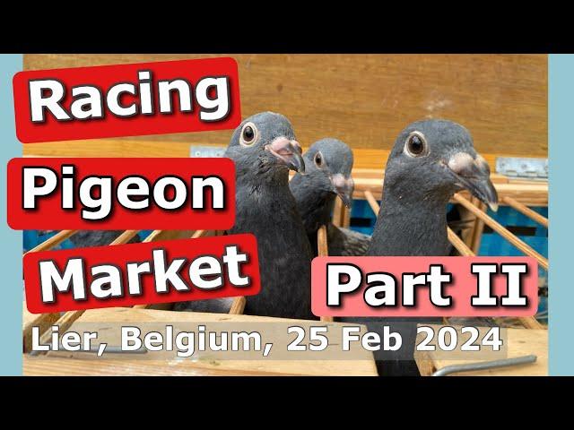 Racing Pigeon Market Lier, Belgium (25 February 2024) - Part II