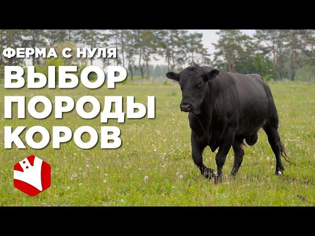 Ферма с нуля | Мясное скотоводство | Выбор породы и рацион кормления коров