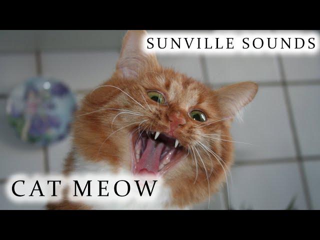 Cat Meowing | Animal Sounds with Peter Baeten