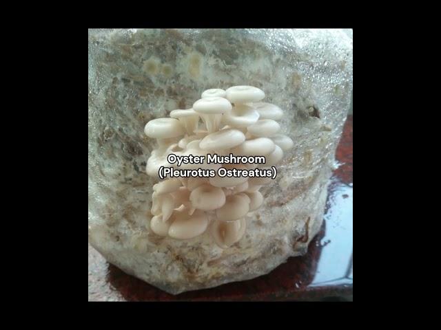 White Oyster Mushroom (Pleurotus ostreatus) Cultivation