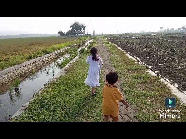 pemandangan di tengah sawah yang indah kota tuban