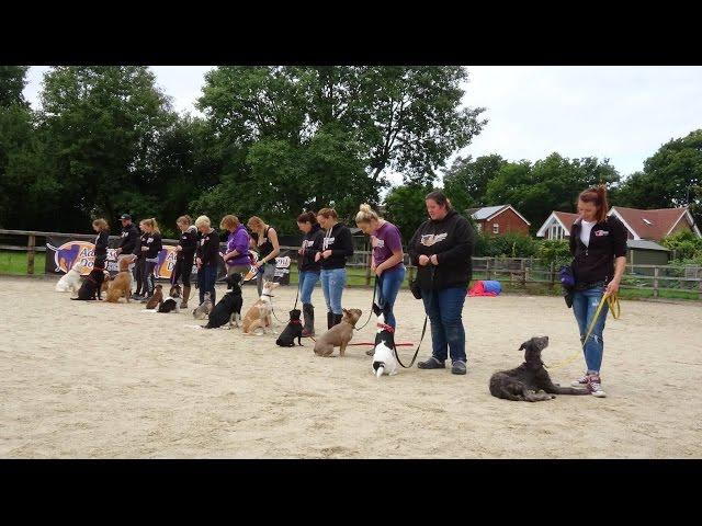 Home Boarding Residential Dog Training with Adolescent Dogs Ltd - 2017