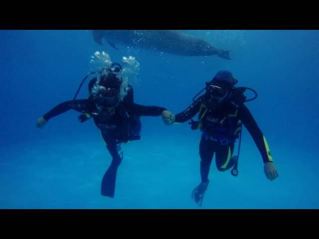 Дайвинг с дельфинами в Минске. Diving with dolphins. 09.2016