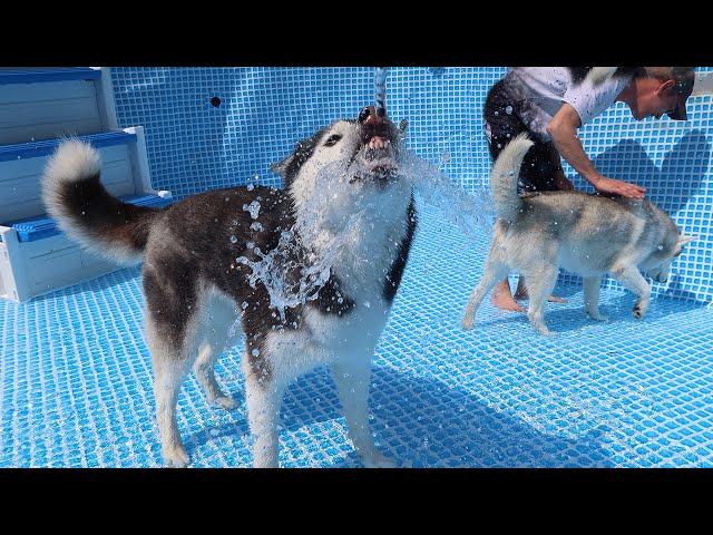 Huskies Set Up The BIG Pool