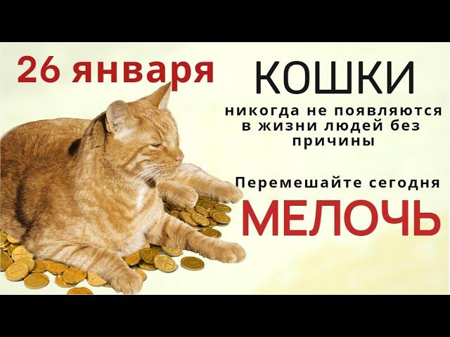 Кошки никогда не появляются в жизни людей без причины, высшее силы посылают животное на помощь