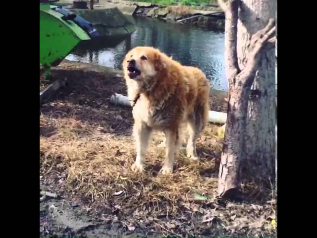 Qeni Molos  //the true Albanian dog