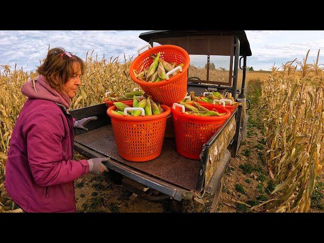 The Final Sweet Corn Harvest 2024