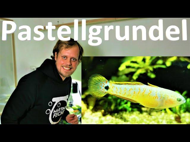 NEUE FISCHE im Uferaquarium - PASTELLGRUNDEL Tateurndina ocellicauda