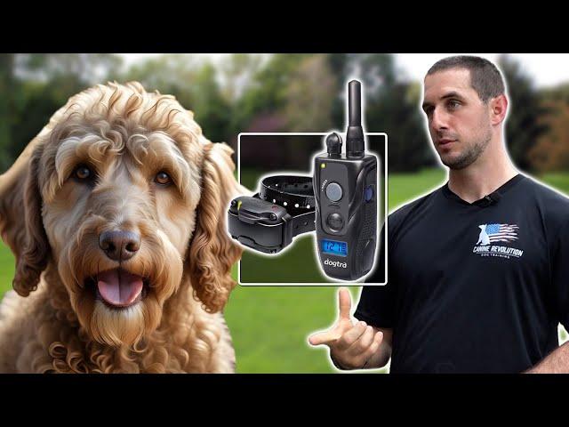 How to Introduce the E-Collar to Your Dog