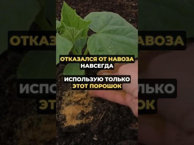 Отказался от навоза навсегда #дача #огород #урожай #сад