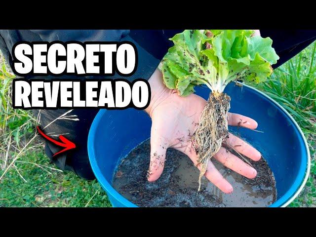 NEVER GROW AGAIN WITHOUT KNOWING THIS!!  Results of ELECTROCULTURE | Ivan's Garden