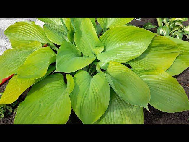 #хоста #СамэндСабстенс  / Хоста Сам энд Сабстенс ( лат. hosta Sum and Substance). Жёлтая королевишна