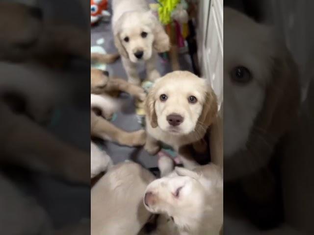 We love our sweet, miniature, golden retriever puppies