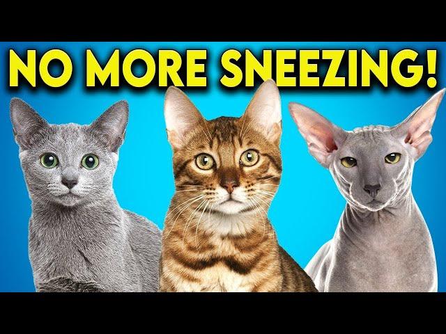 Allergic to Cats? Here are the Cat Breeds You Should Get! (Hypoallergenic Cats)