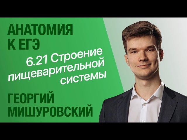 6.21. Строение пищеварительной системы | Анатомия к ЕГЭ | Георгий Мишуровский