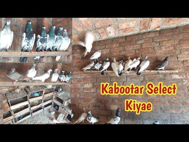 Dost Ki Taref Kabootar Select Kiyae | Hashim Mahmood Pigeons