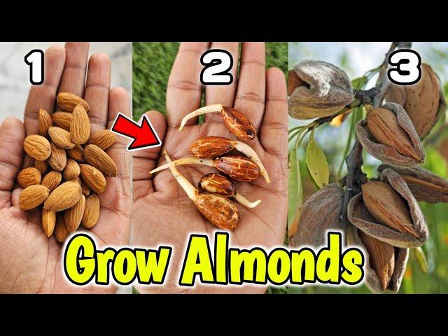 How to Grow Almonds at home Kitchen gardening (2 Methods) बादाम कैसे उगाएं