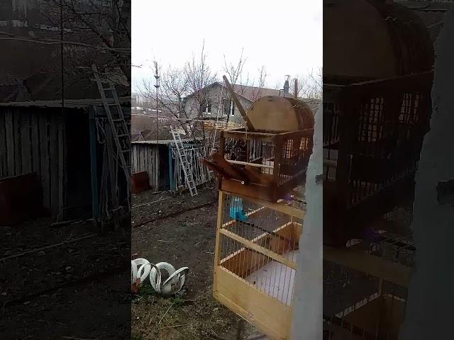 Ловля птиц на западок
