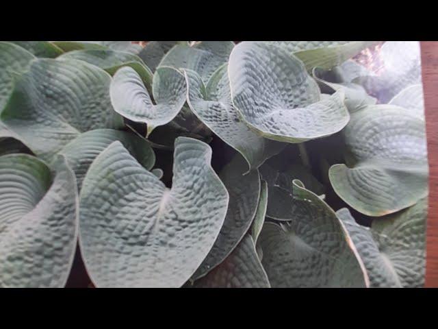 #hosta #хоста #голубая /Хоста  гибридная Абиква Дринкин Гурд ( лат.  hosta hybridum). Достоинства