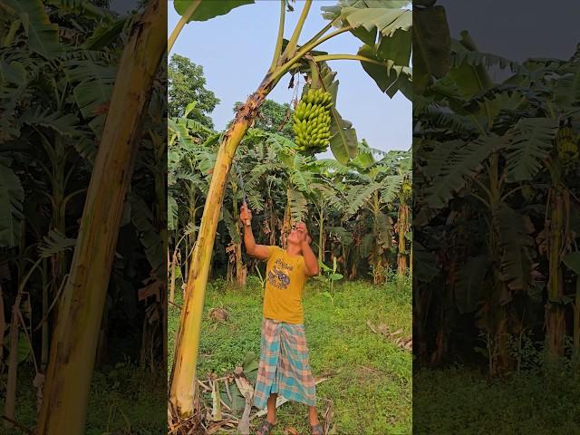 How to harvesting are banana #ep-752 #agriculture #trending #farming #banana #shortfeed #fruits