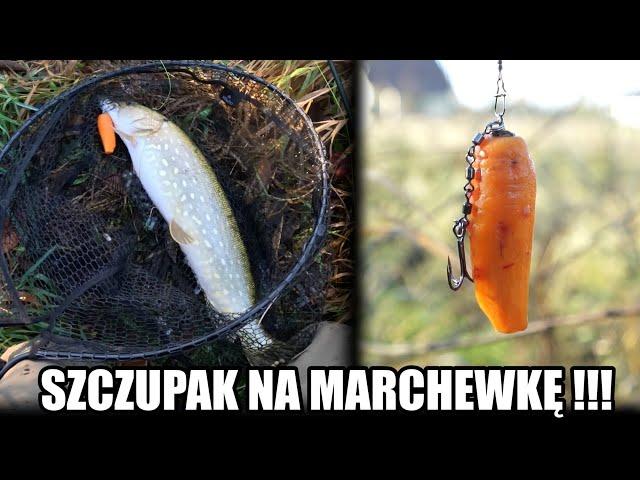 ZŁOWIŁEM SZCZUPAKA na MARCHEWKĘ !